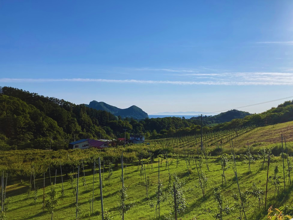 山と海を望む余市の果樹園